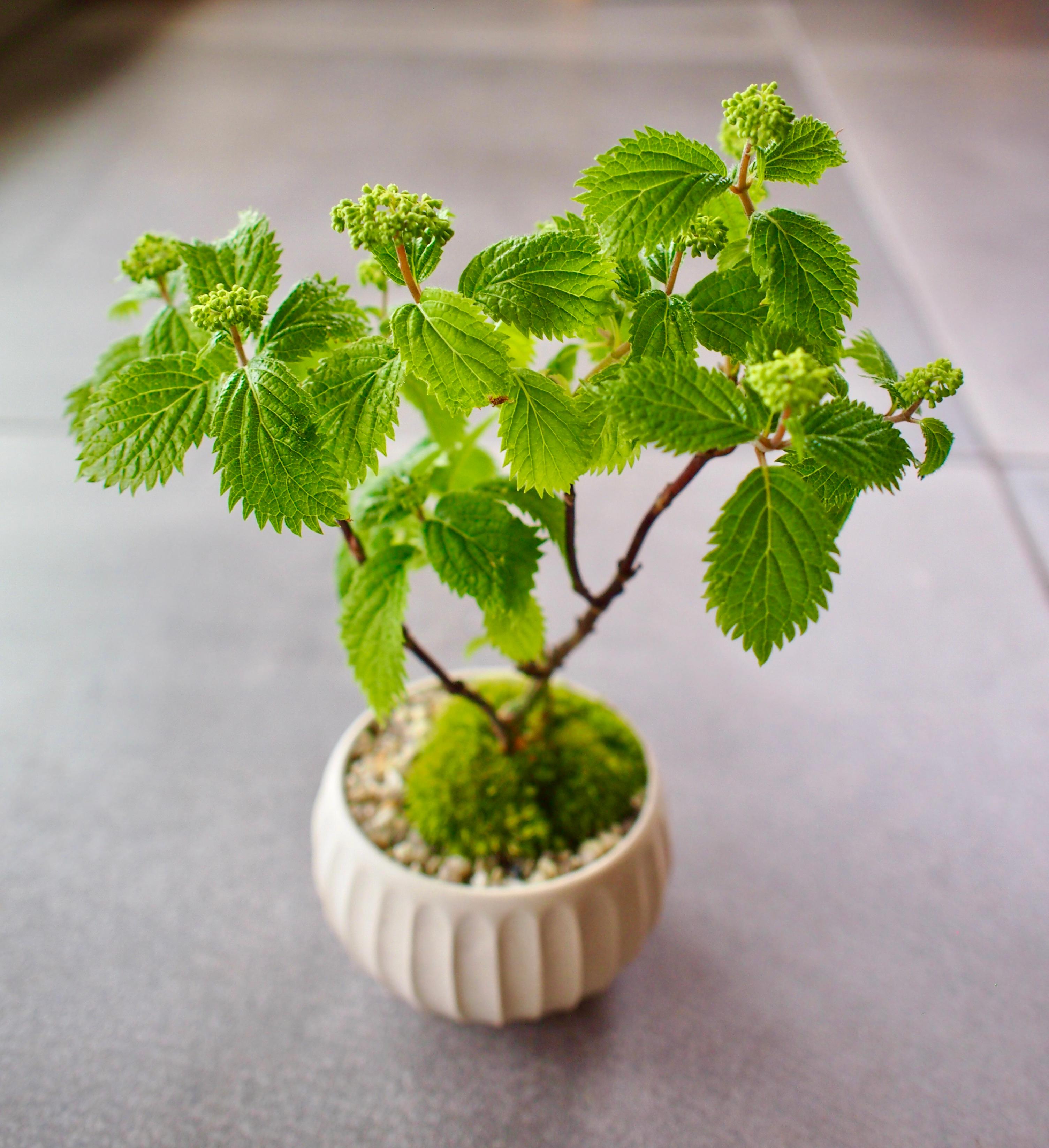 小紫陽花｜盆栽｜苔盆栽｜小あじさい