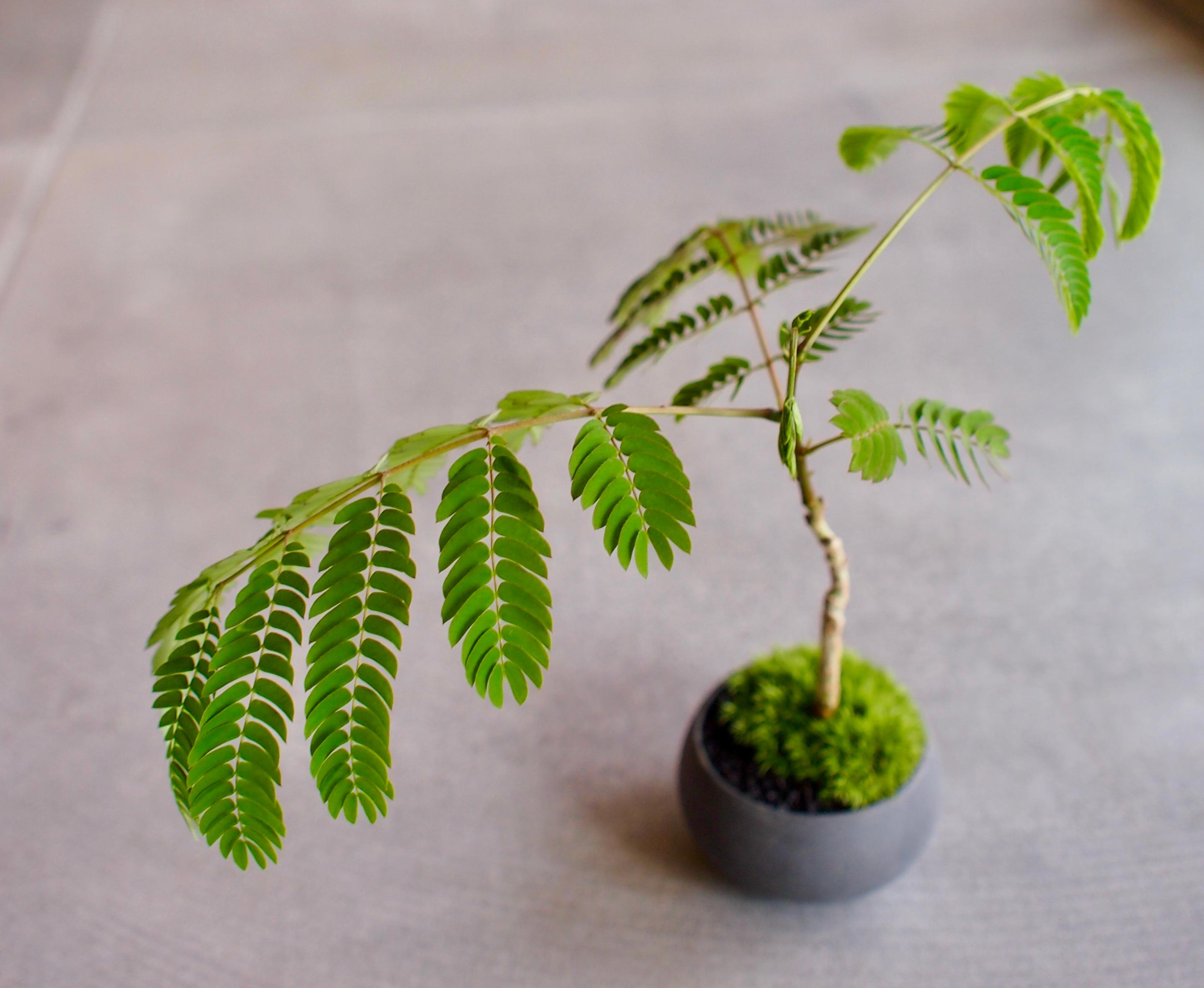 ネムノキ｜bonsai｜夏ぼんさい｜夜は葉を閉じて眠ります｜涼しい夏