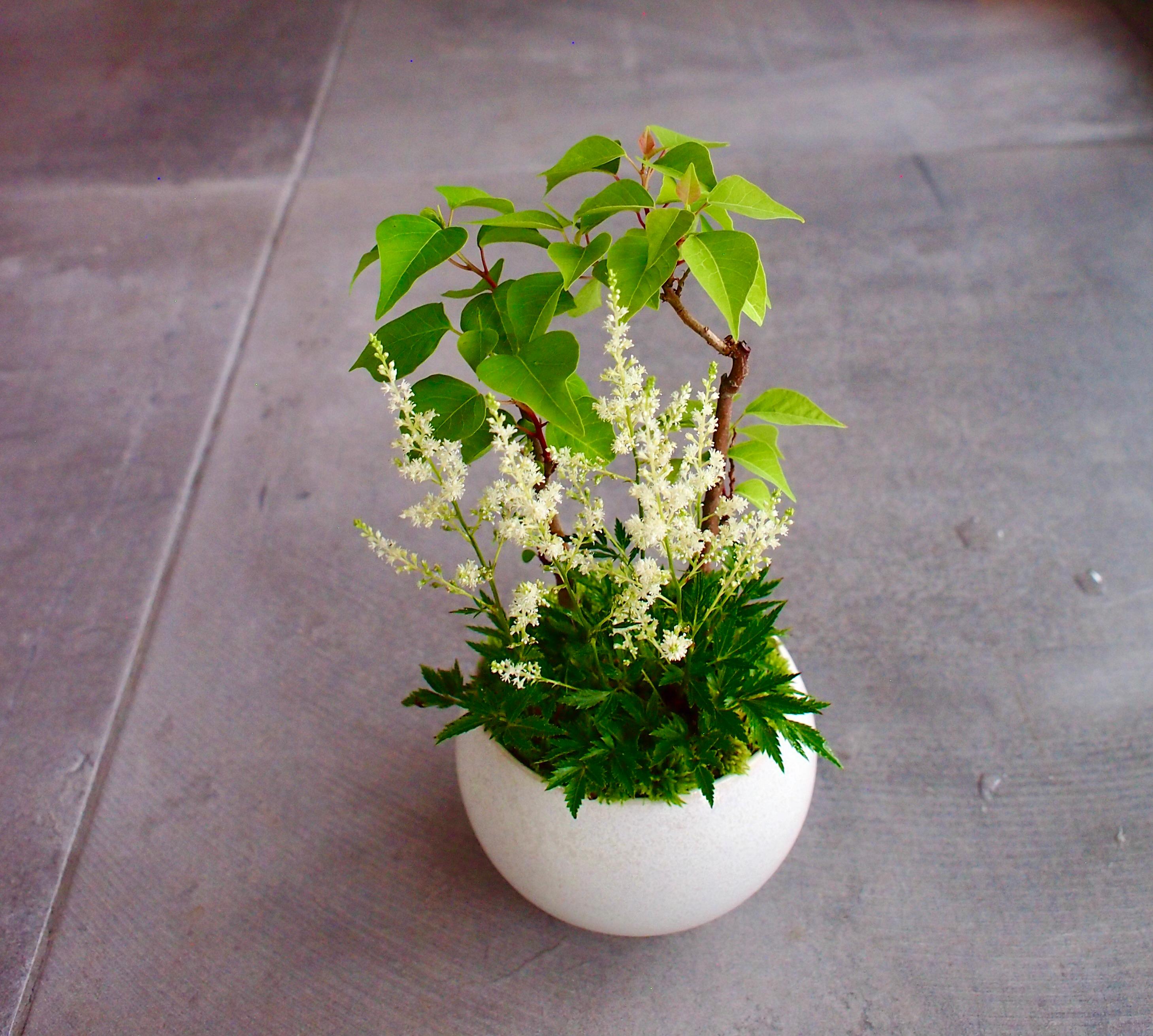 秋に紅葉が美しい「南京ハゼ」と、涼しげな葉と繊細な花が魅力の「泡盛升麻」の季節感あふれる寄せ植え盆栽です⭐︎