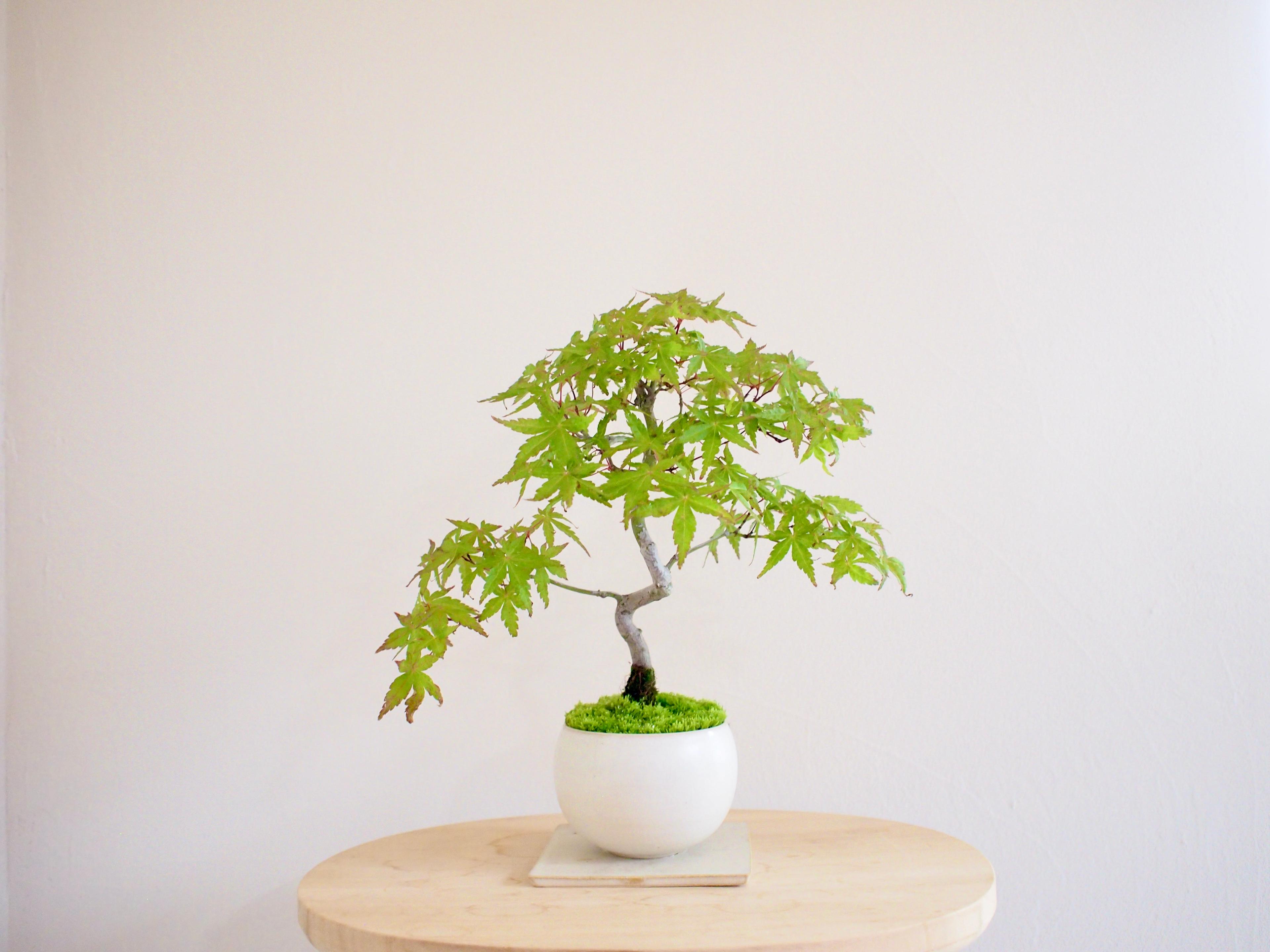イロハモミジ｜紅葉 | 落葉樹｜盆栽｜bonsai ｜模様木